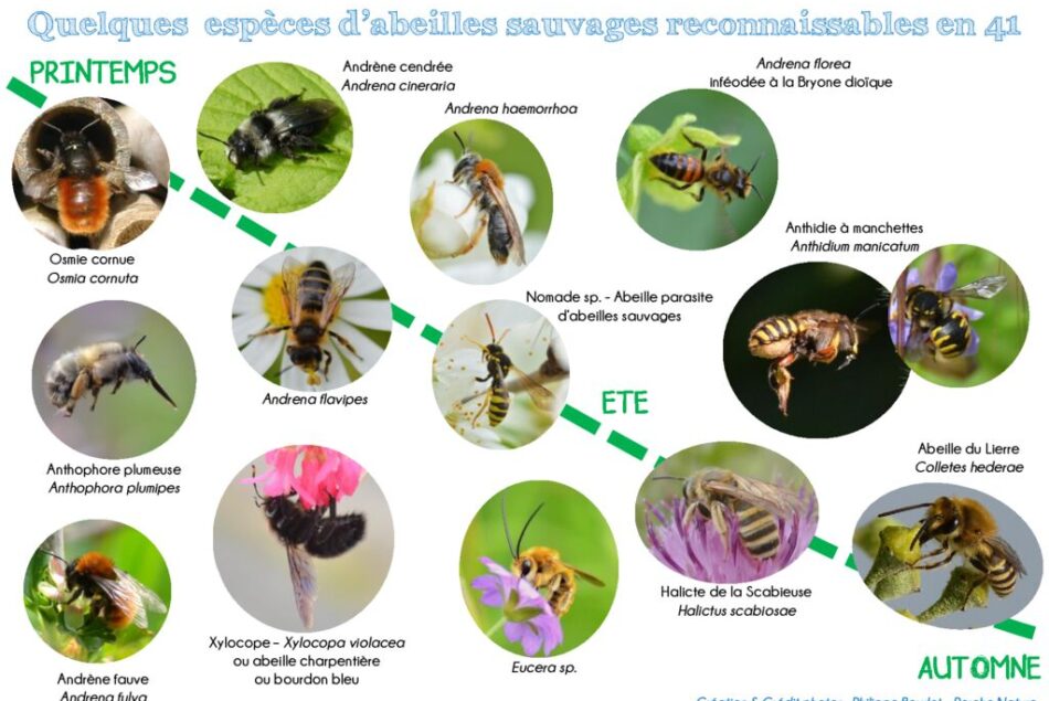 thumbnail of Clé de détermination Abeilles et Bourdons