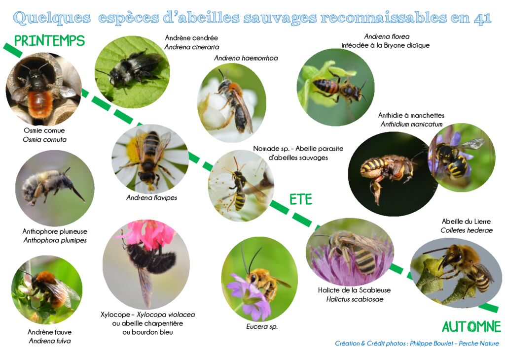 thumbnail of Clé de détermination Abeilles et Bourdons