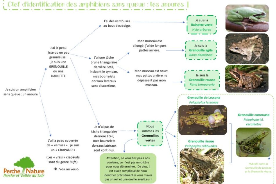 thumbnail of Clé de détermination Anoures