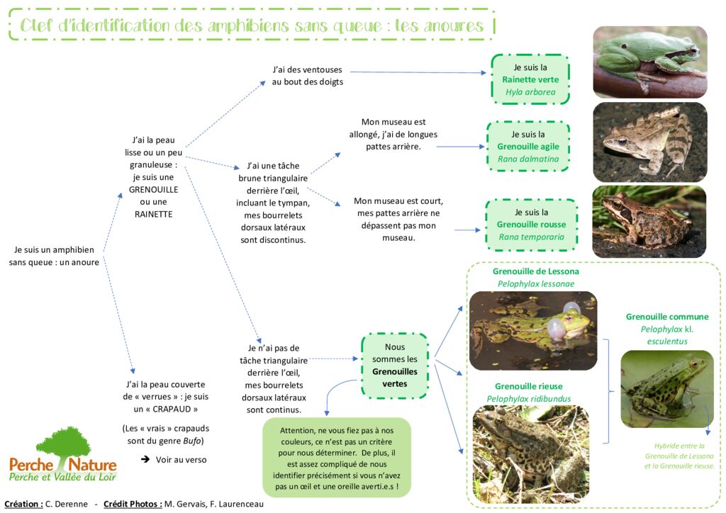 thumbnail of Clé de détermination Anoures