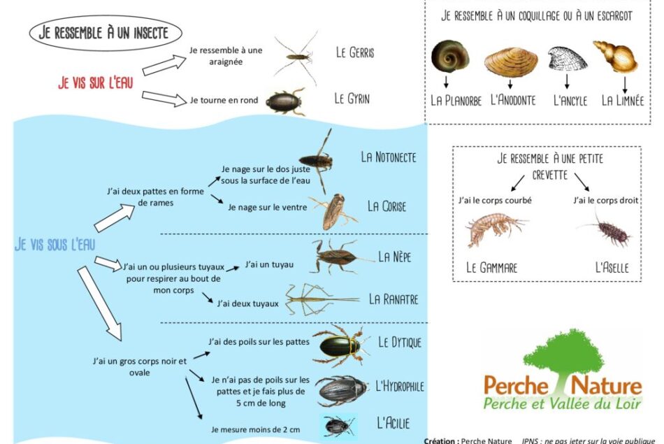 thumbnail of Clé de détermination Faune aquatique