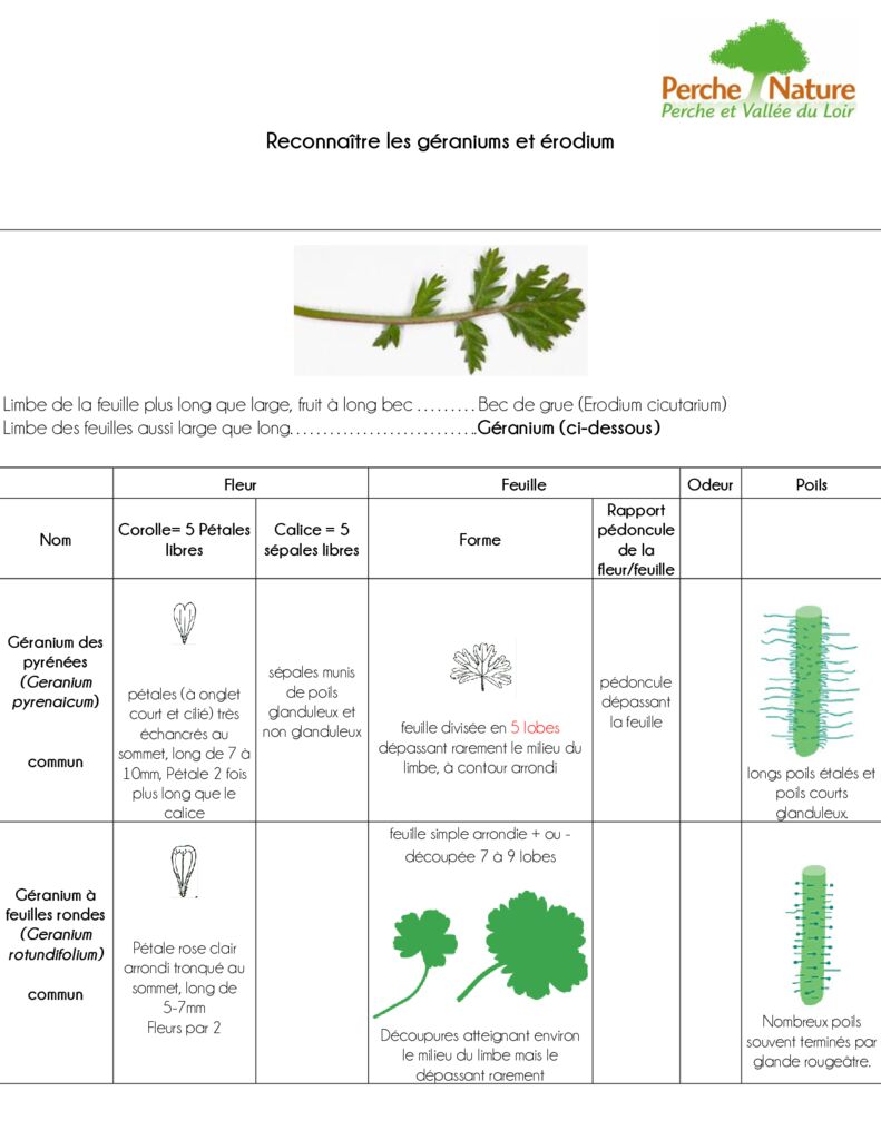 thumbnail of Clé de détermination Géraniums