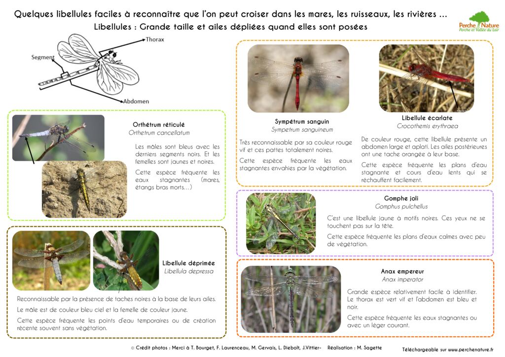 thumbnail of Clé de détermination Libellules