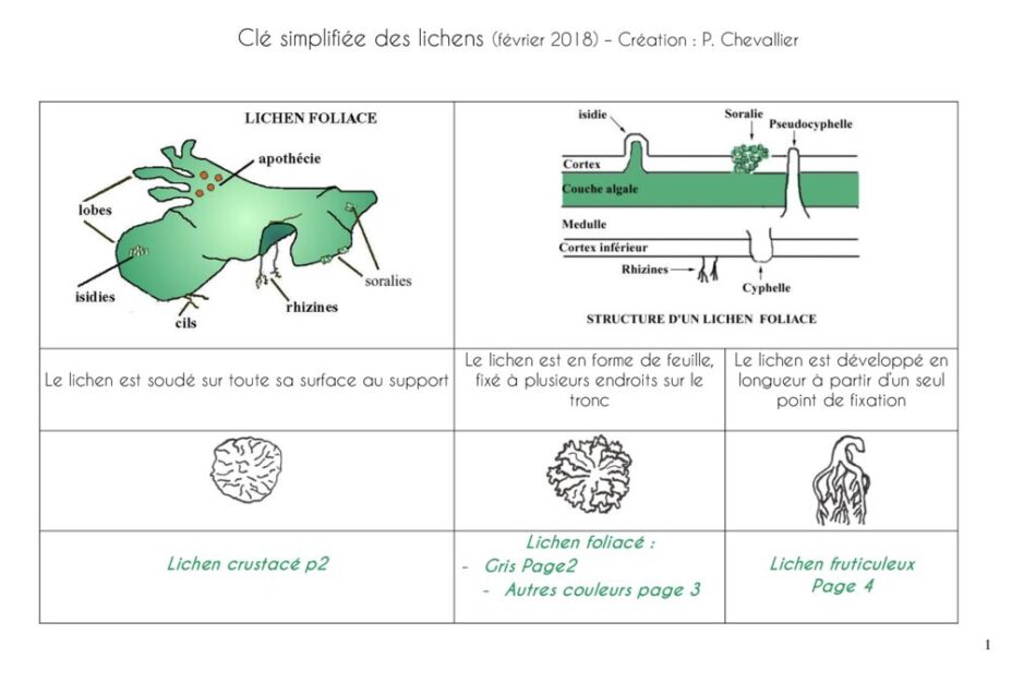 thumbnail of Clé de détermination Lichens