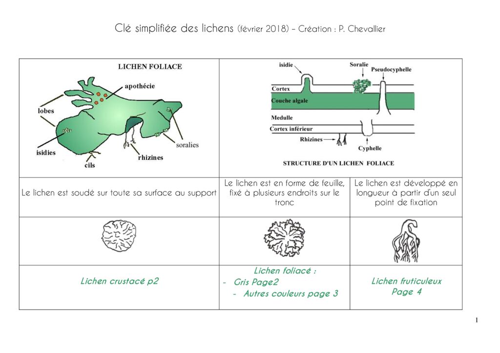 thumbnail of Clé de détermination Lichens