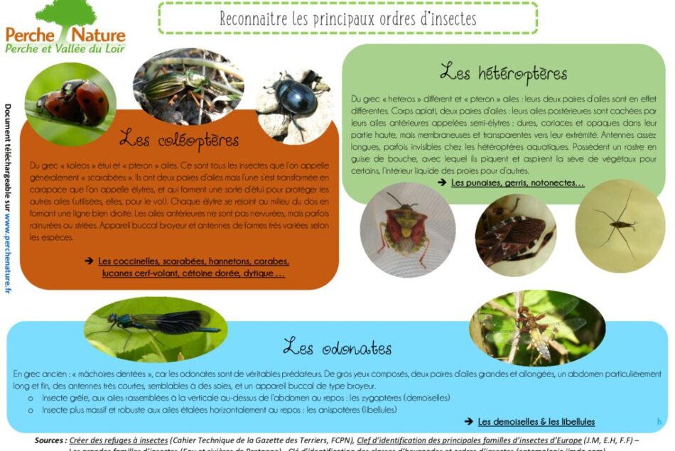 thumbnail of Clé de détermination Ordres d’insectes