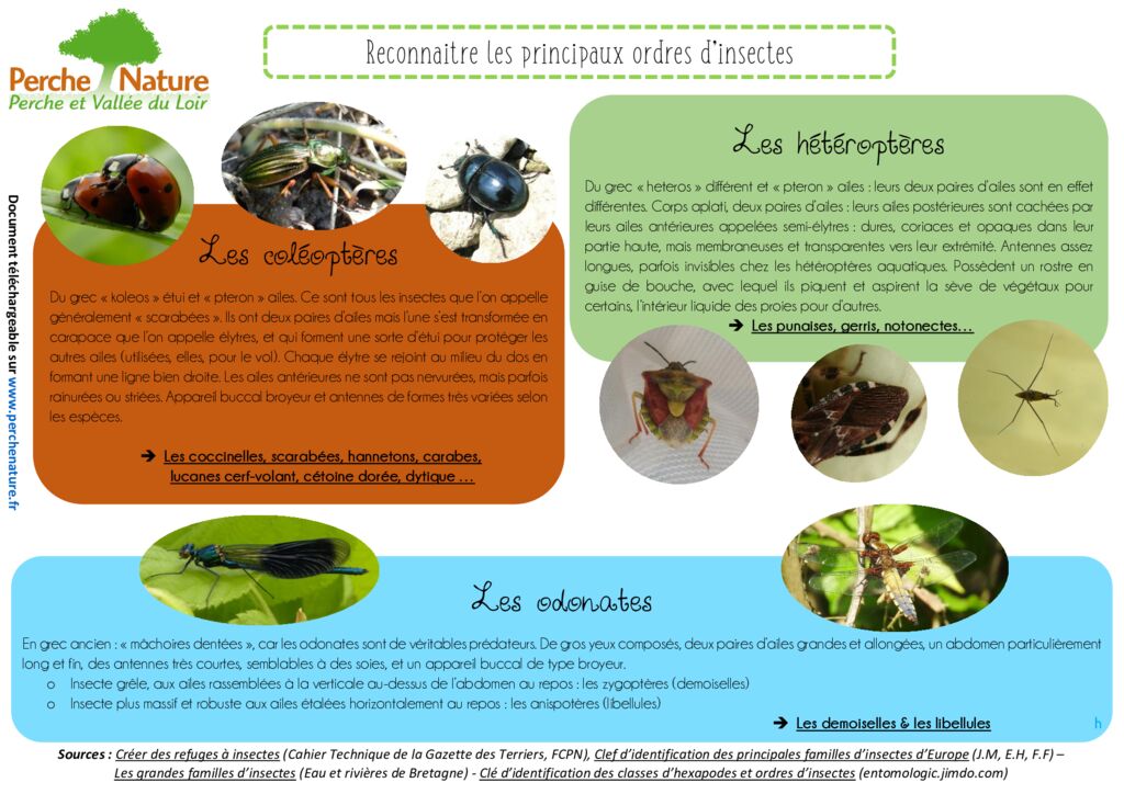 thumbnail of Clé de détermination Ordres d’insectes