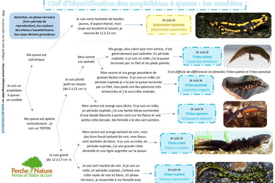 thumbnail of Clé de détermination Urodèles