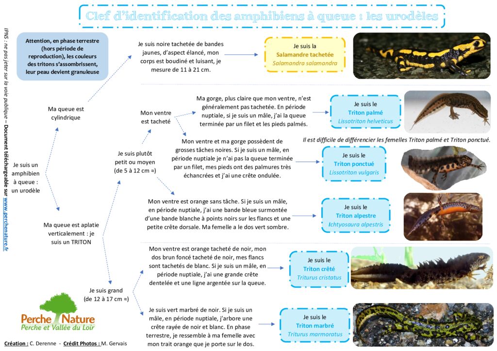 thumbnail of Clé de détermination Urodèles