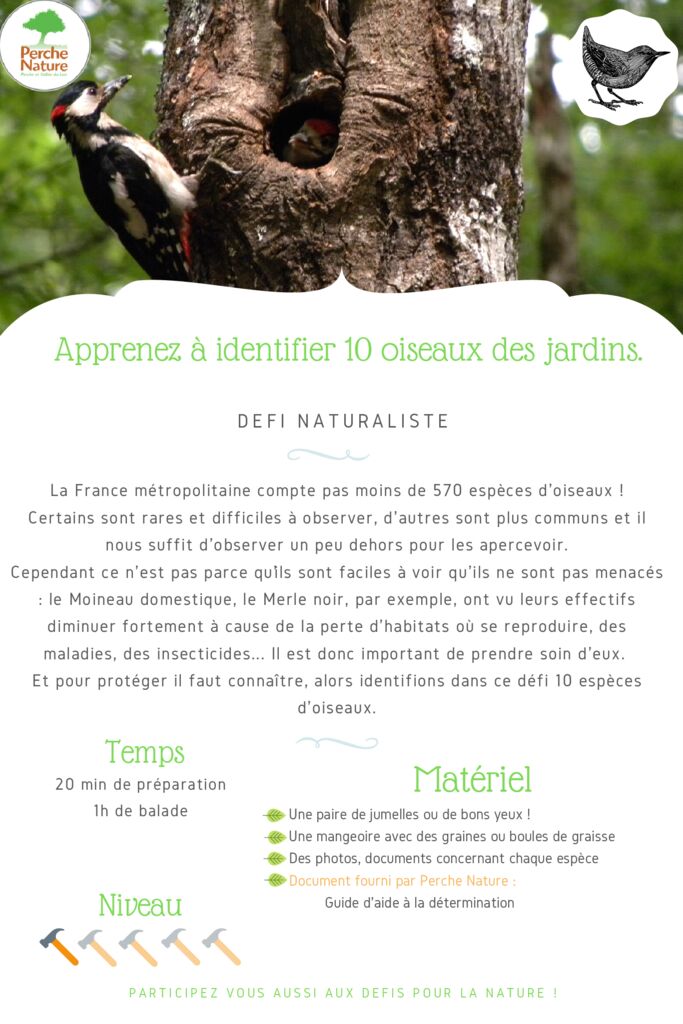 thumbnail of Fiche Défi – 10 oiseaux