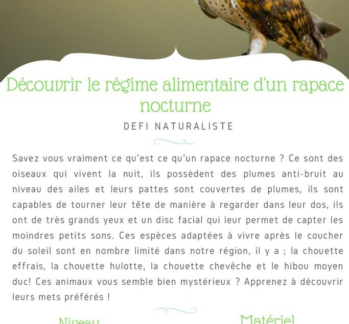 thumbnail of Fiche Défi – Découvrir le régime alimentaire d’un rapace nocture