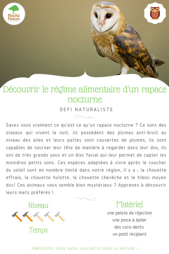 thumbnail of Fiche Défi – Découvrir le régime alimentaire d’un rapace nocture