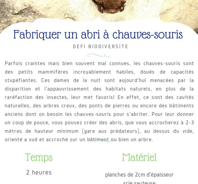 thumbnail of Fiche Défi – Fabriquer un abri à Chauves-souris