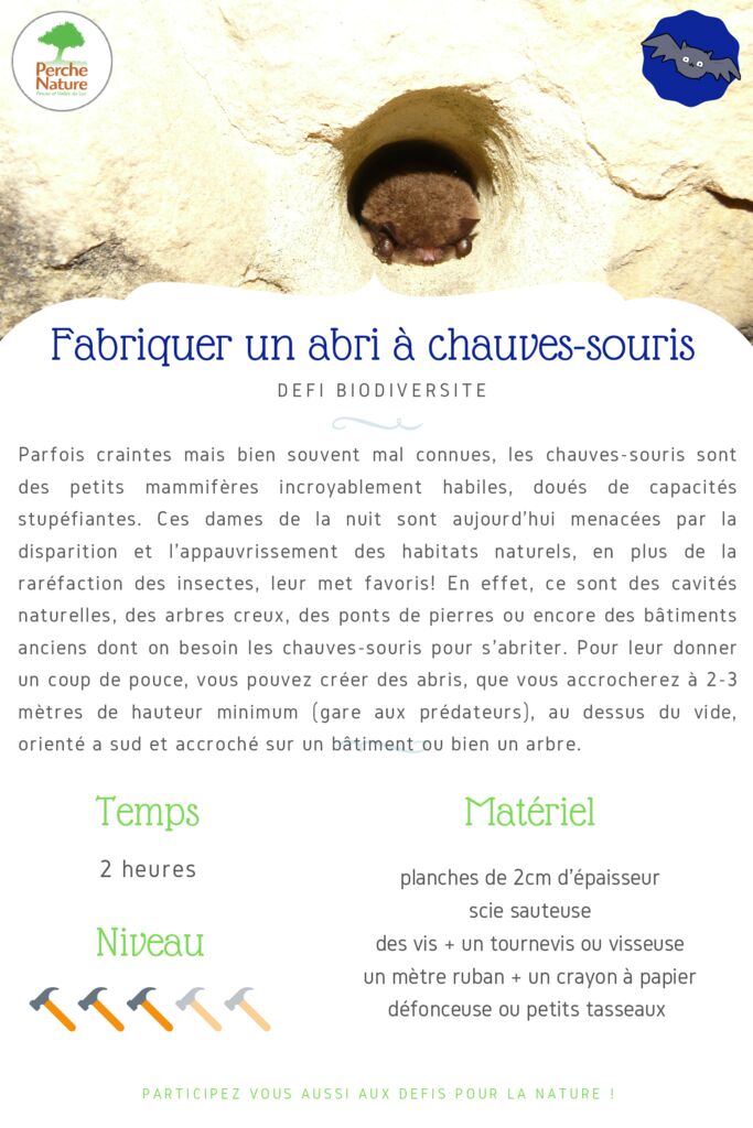 thumbnail of Fiche Défi – Fabriquer un abri à Chauves-souris