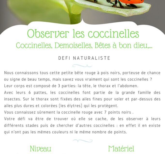 thumbnail of Fiche Défi – Observer les coccinelles