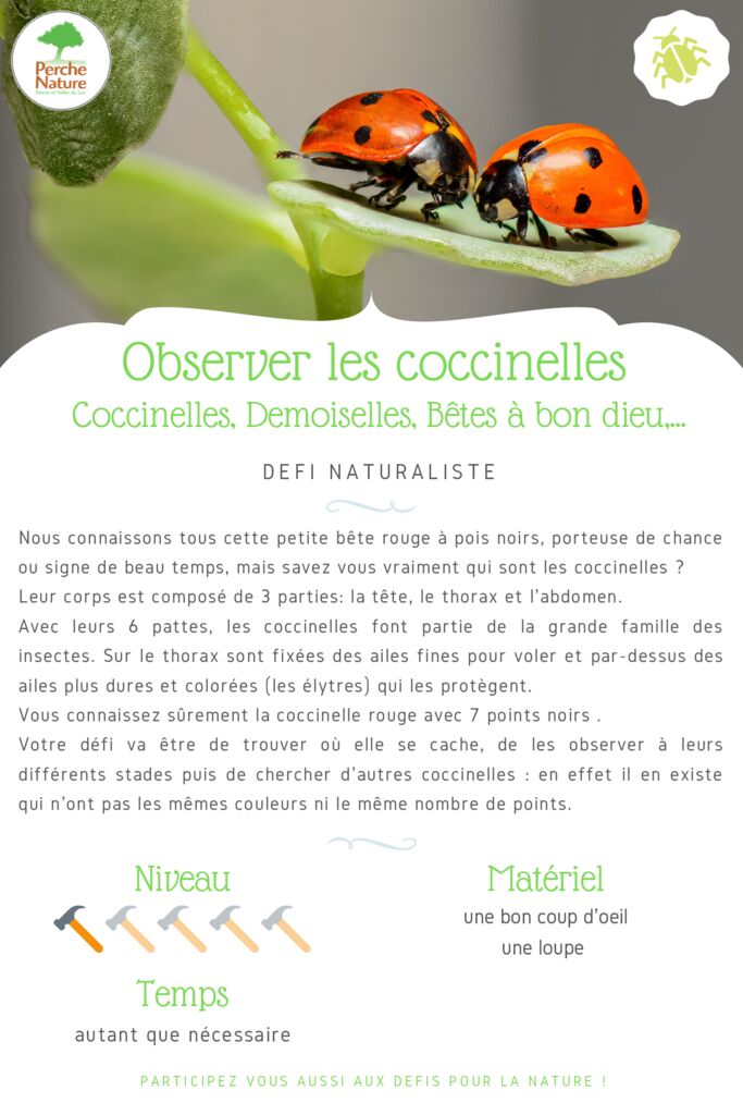 thumbnail of Fiche Défi – Observer les coccinelles