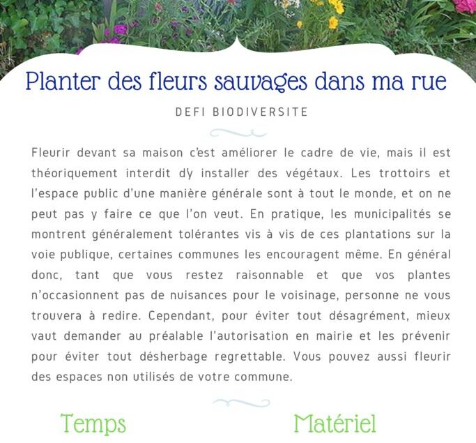 thumbnail of Fiche Défi – Planter des fleurs sauvages dans ma rue