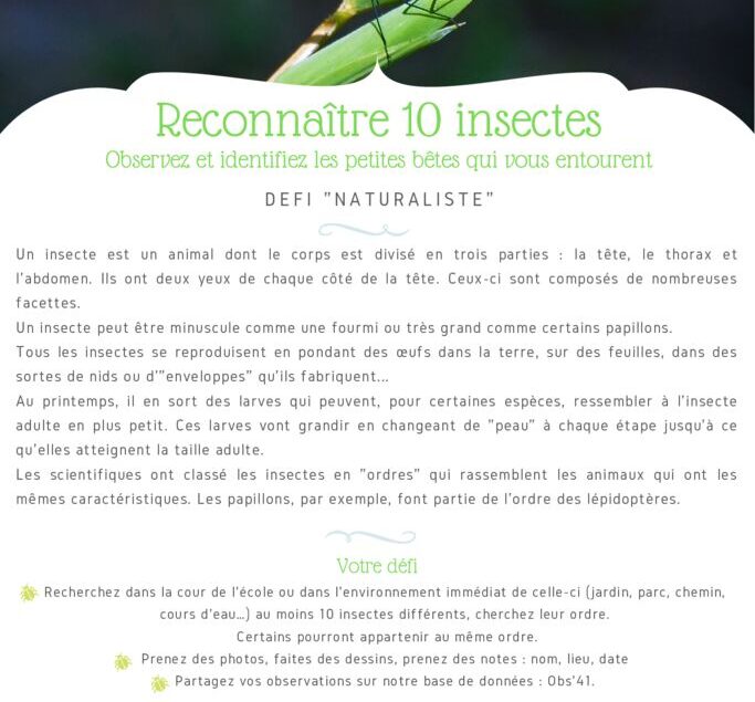 thumbnail of Fiche Défi – Reconnaître 10 insectes