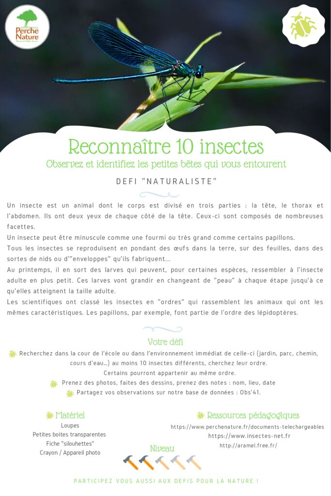 thumbnail of Fiche Défi – Reconnaître 10 insectes