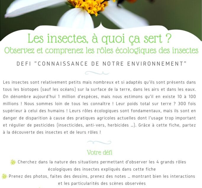 thumbnail of Fiche Défi – Rôles des insectes