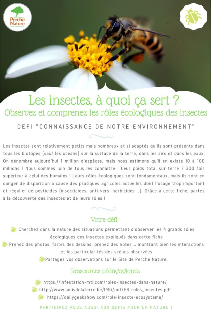 thumbnail of Fiche Défi – Rôles des insectes