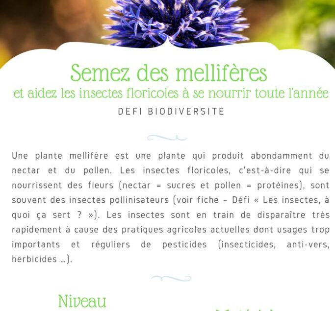 thumbnail of Fiche Défi – Semez des mellifères