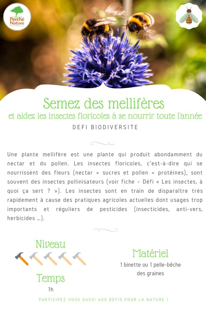 thumbnail of Fiche Défi – Semez des mellifères