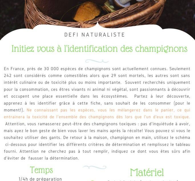 thumbnail of Ficher Défi – S’initier à l’identification des champignons