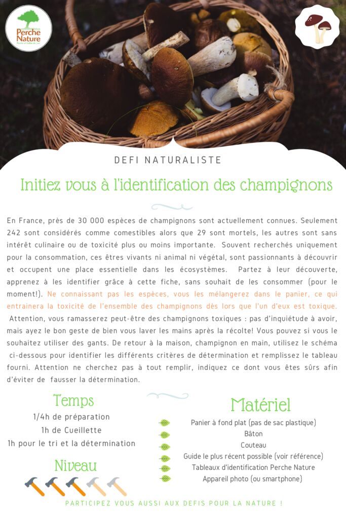 thumbnail of Ficher Défi – S’initier à l’identification des champignons