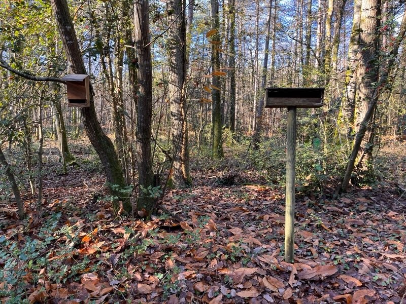 Observons les oiseaux du bois